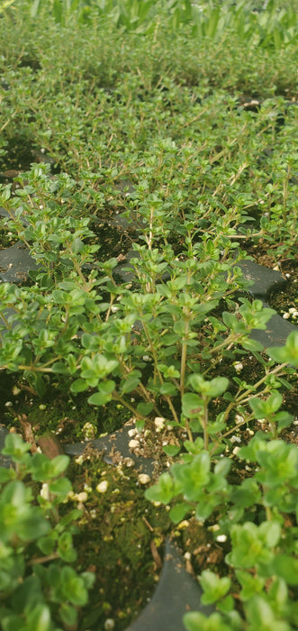 Creeping Lemon Thyme