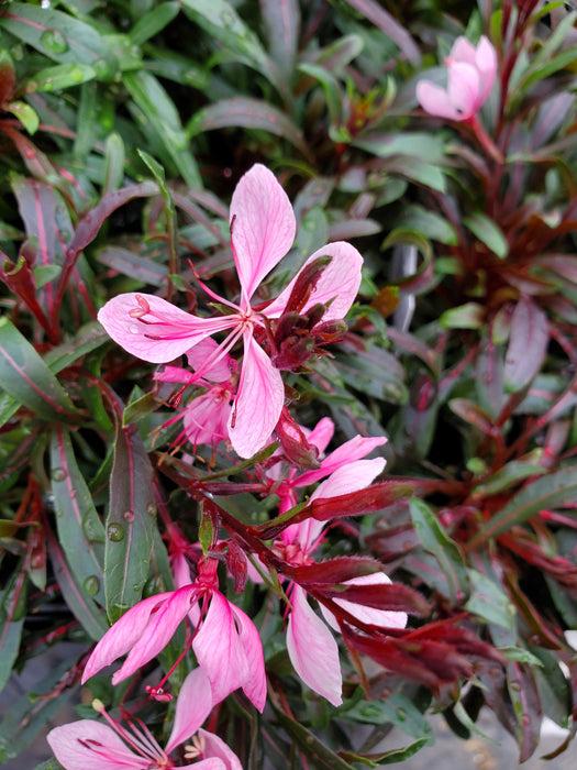 Gaura Passionate Blush
