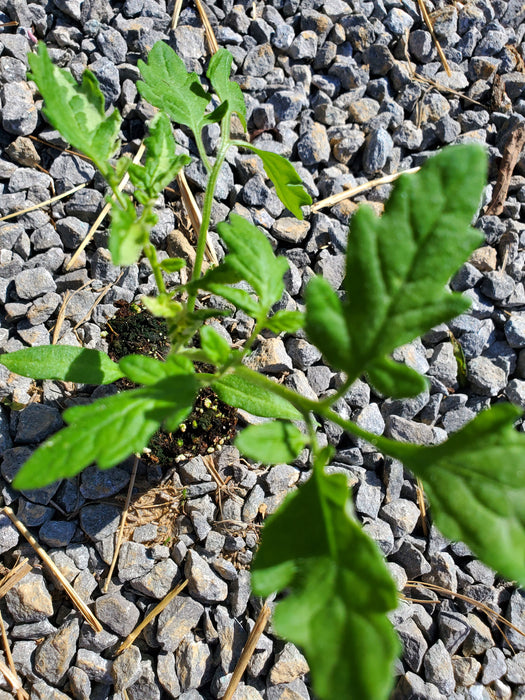 Tomato Shimofuri Variegated