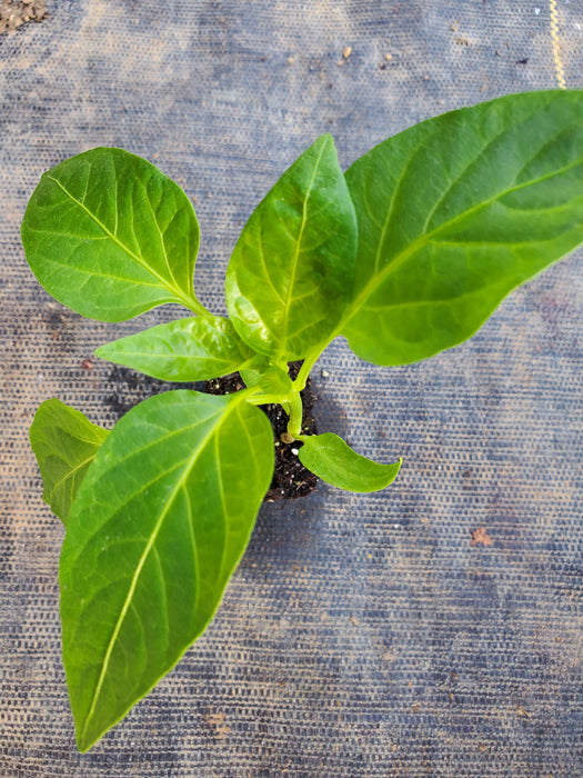 Pepper White Bell