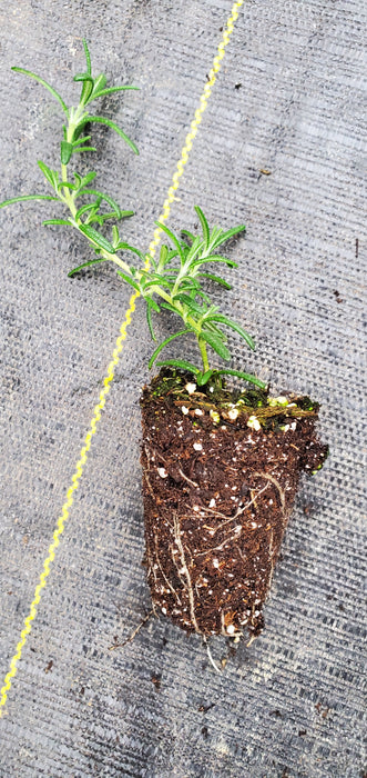 Creeping Rosemary Blue Rain