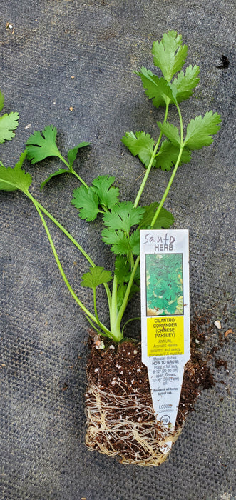 Cilantro Santo