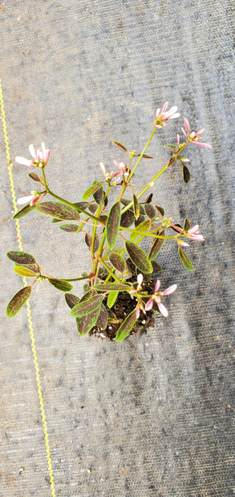 Euphorbia Starblast Pink
