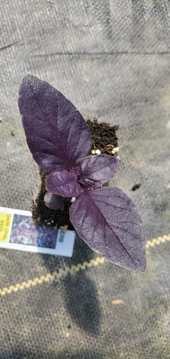 Basil Dark Opal