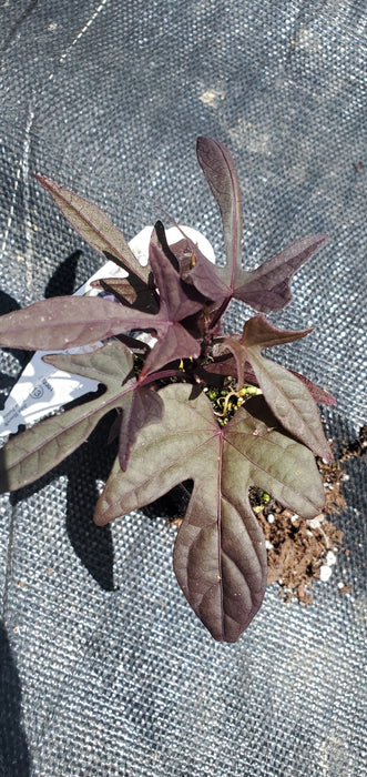 Ipomoea FloraMia Nero