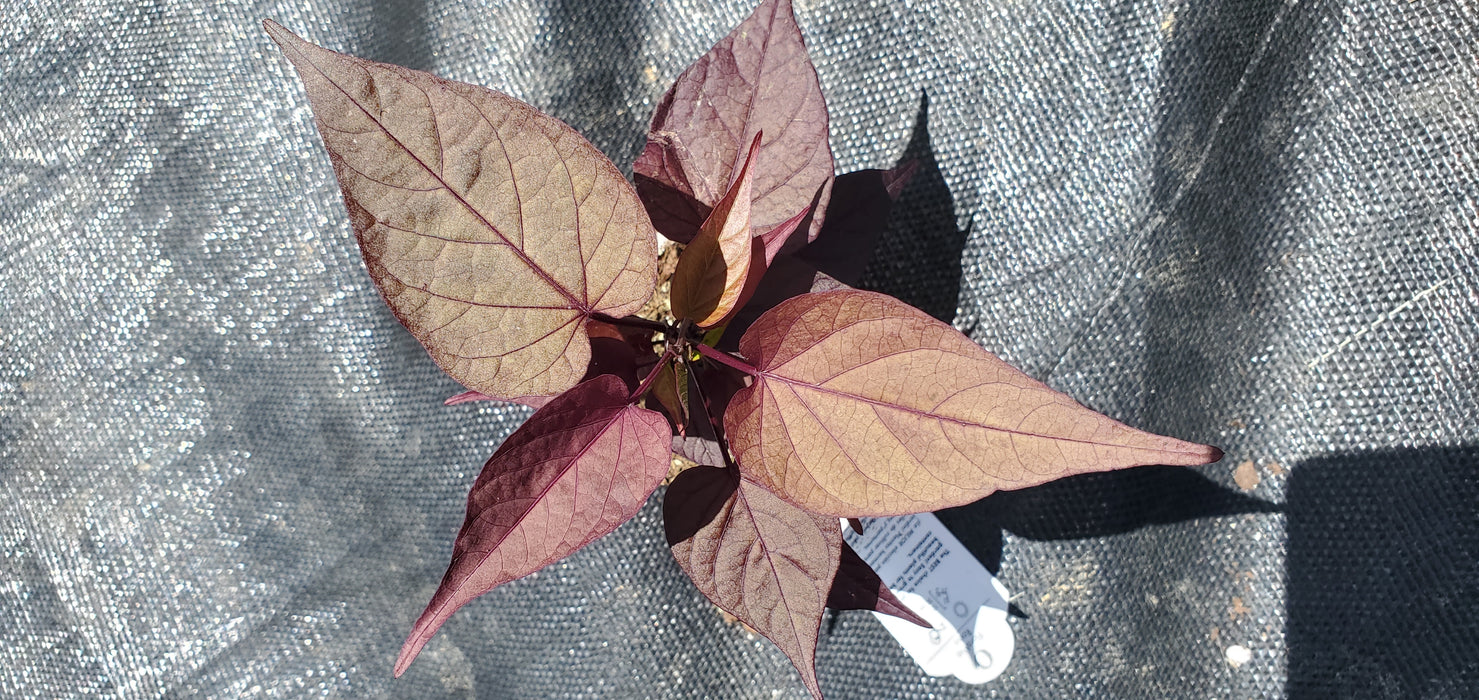 Ipomoea FloraMia Rosso