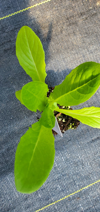 Lettuce Yedikule