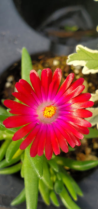 Delosperma Garnet