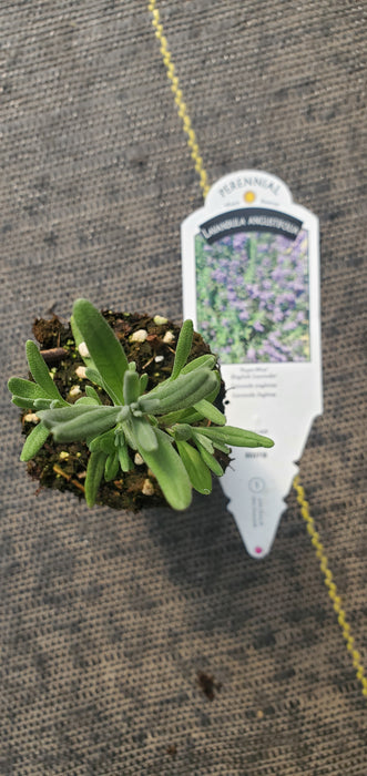Lavender Superblue