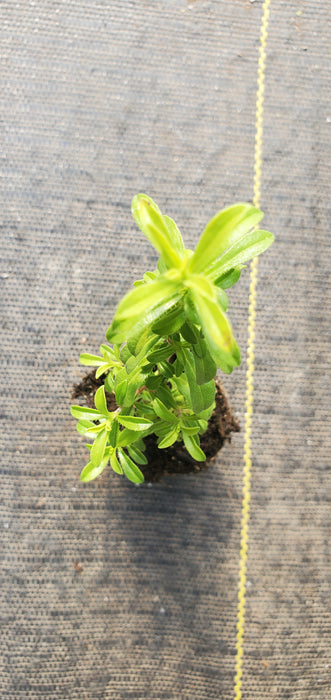 Lemon Winter Savory