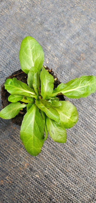 Lobelia Cardinalis