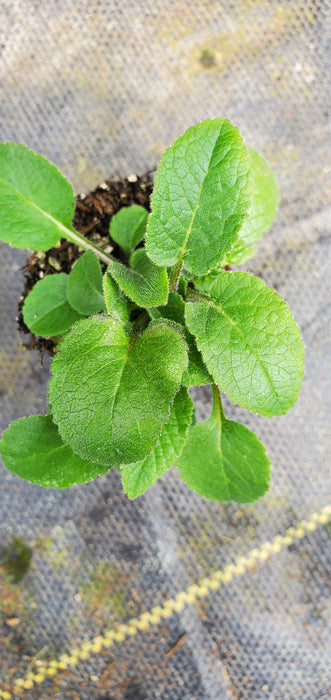 Campanula Collina