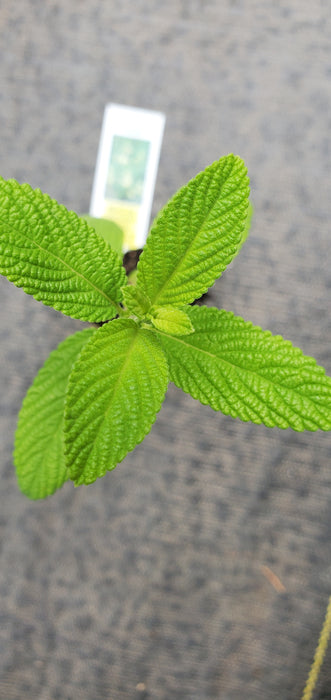 Lippia Graveolens