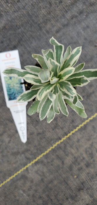 Euphorbia Glacier Blue