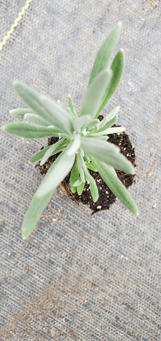 Lavender Vera