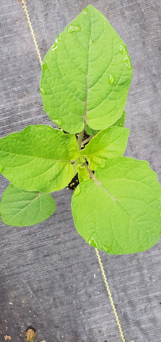 Mary's Niagara Ground Cherry