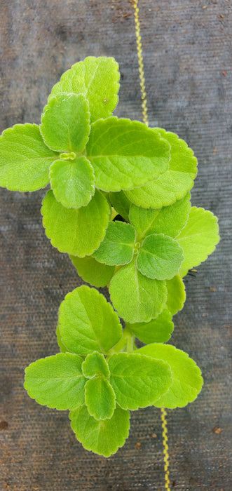 Indian Coleus Plectranthes Barbatus
