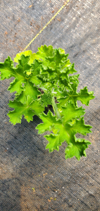 Pelargonium Mrs Kingsley