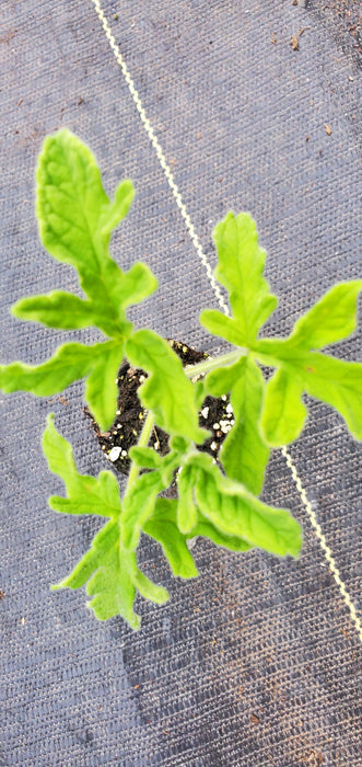 Robers Lemon Rose Pelargonium