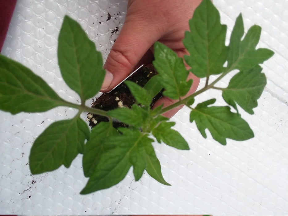 Tomato Rutgers