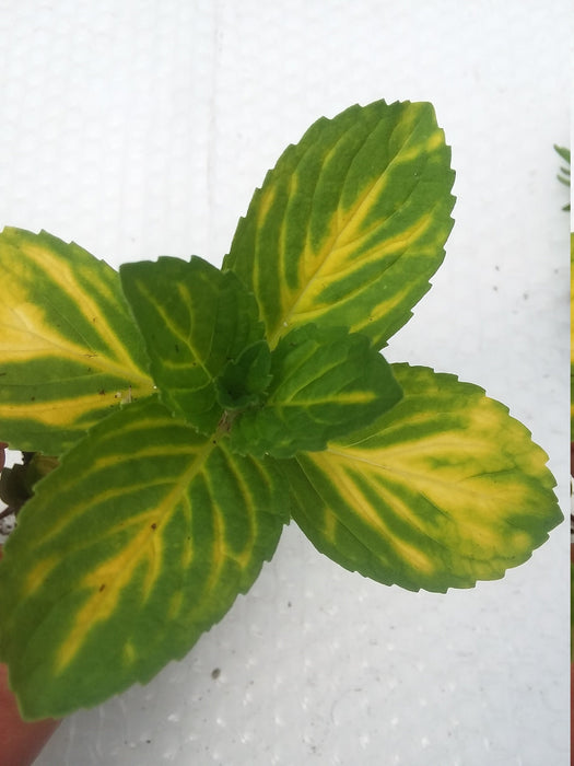 Variegated Ginger Mint *