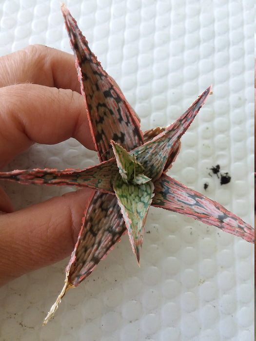 Aloe Pink Blush
