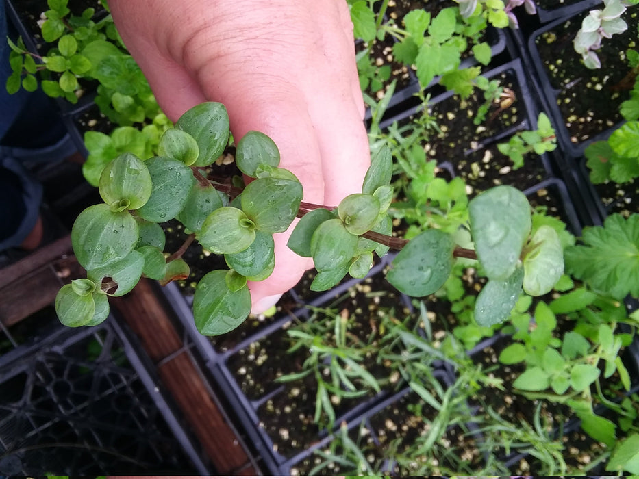 Bolivian Tradescantia Wandering Jew Starter