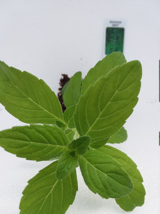 Banana Mint