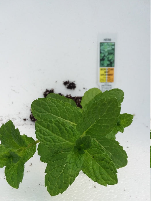 Mint Moroccan