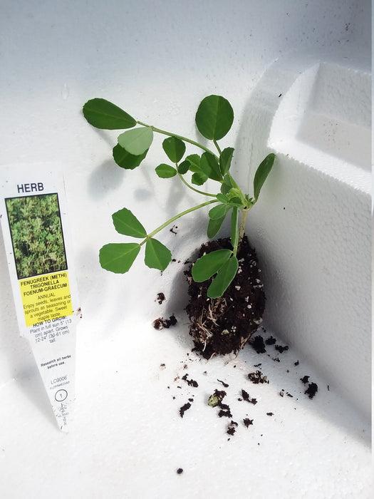 Fenugreek Trigonella Foenum Graecum