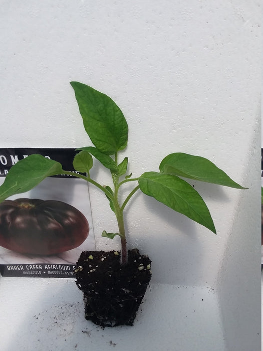 Tomato True Black Brandywine