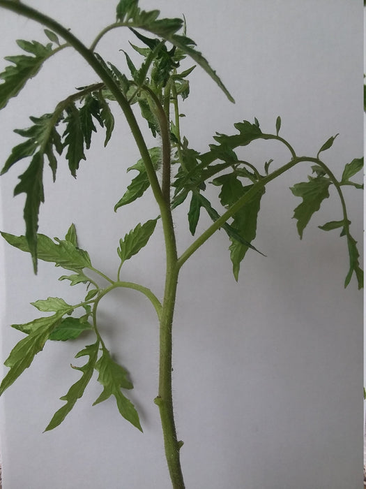 Tomato Worley Red