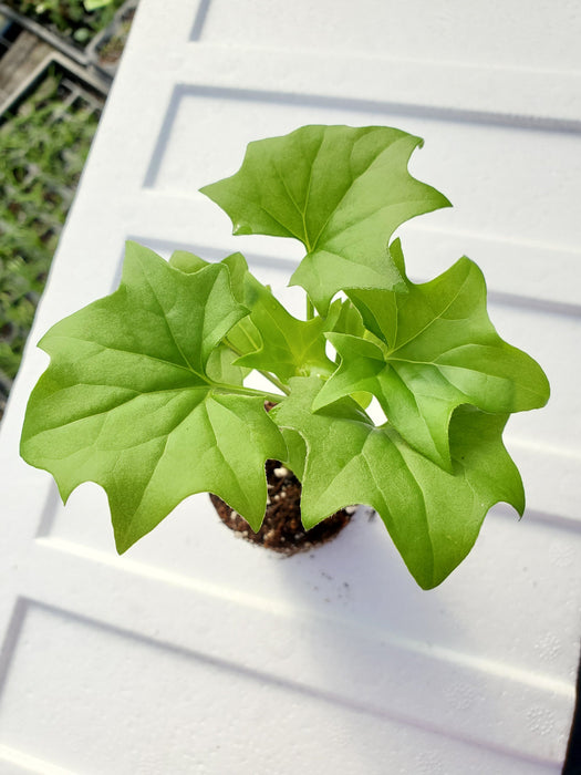 German Ivy