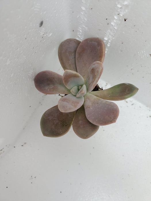 Graptopetalum Murasaki