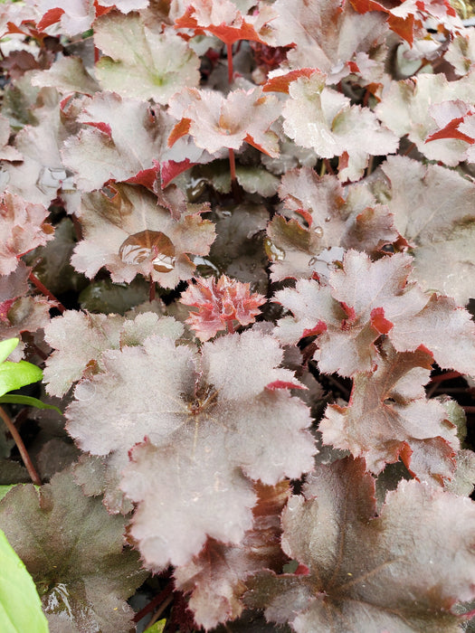 Indian Summer Blackberry Heuchera