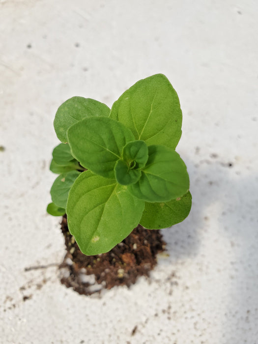 Ginger Mint
