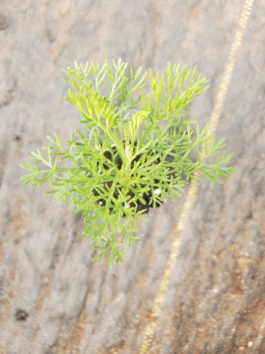 Camphor Southernwood