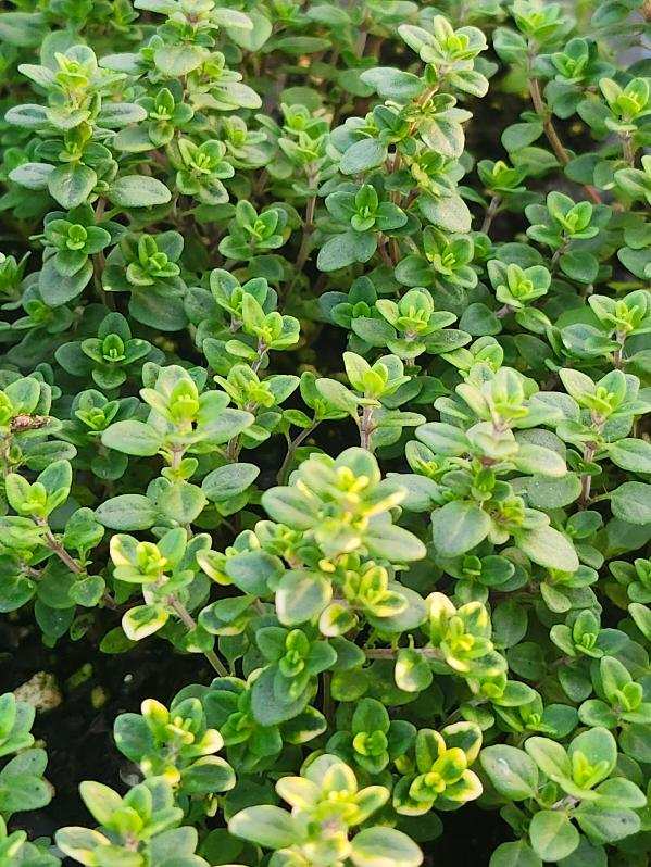 Thyme