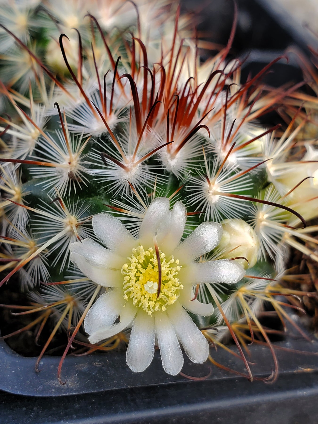 Cactus and Succulents