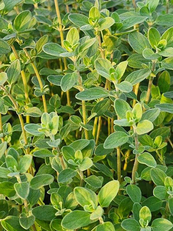 Herbs