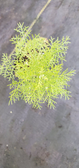 Artemisia Chamaemelifolia