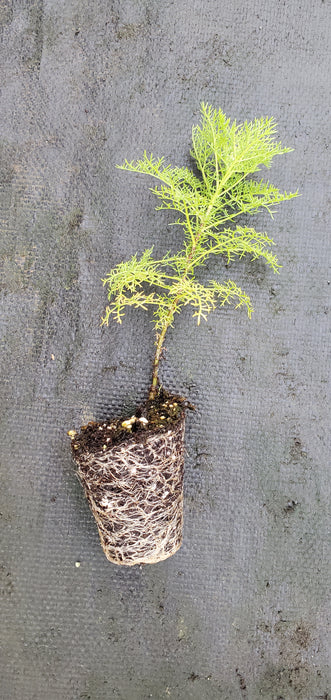 Artemisia Chamaemelifolia