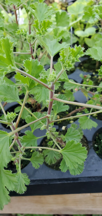 Pelargonium Cinnamon Scented Geranium