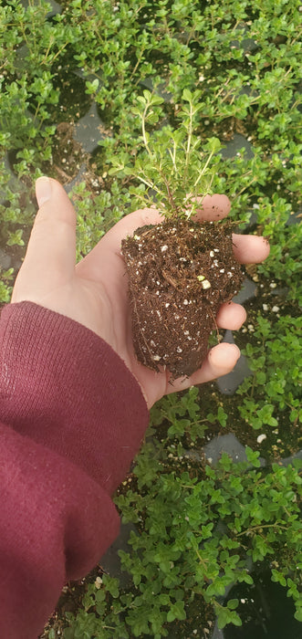 Creeping Lemon Thyme