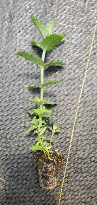 Fuzzy Chinese Mint
