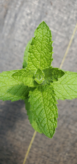 Fuzzy Chinese Mint