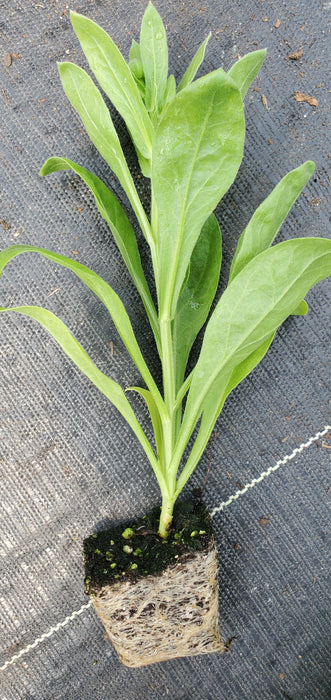 Calendula Costa Yellow