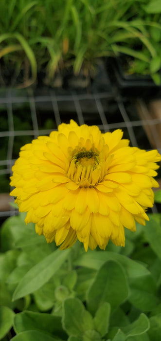 Calendula Costa Yellow