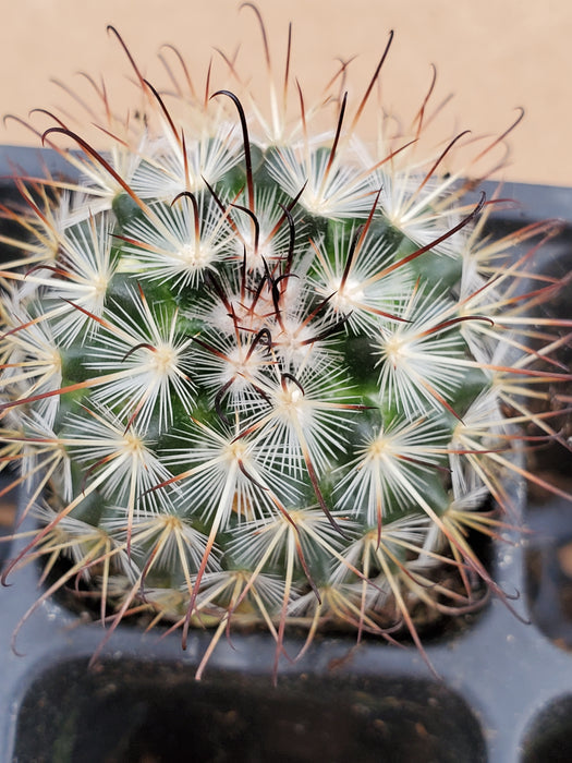 Mammillaria Moelleriana