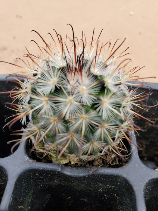 Mammillaria Moelleriana